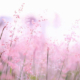 Menopause og symptomer
